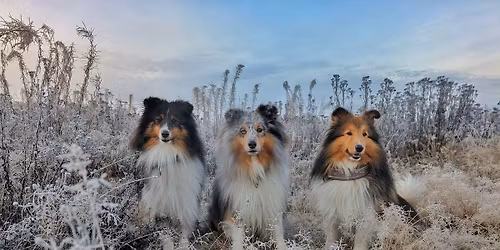 Pohjois-Suomen Shelttien pikkujoulut 14.12.