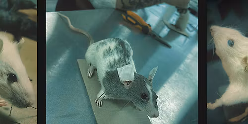 [MERGED W\/ CLASS 1] ALC Art & Oddities Parlour hosts: RAT TAXIDERMY CLASS 2