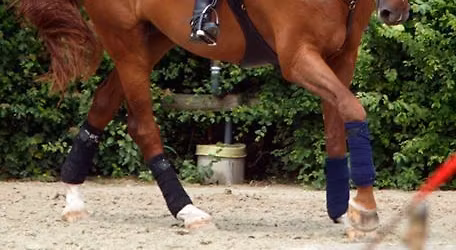 Klinika z Sally Amsterdamer