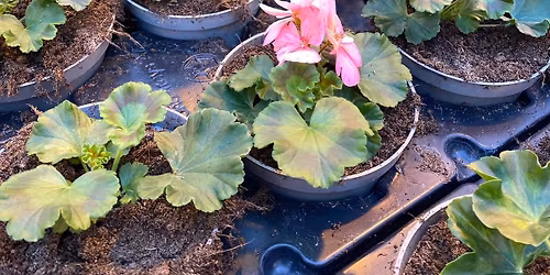 Bytte stikling                                (OBS endret dato)