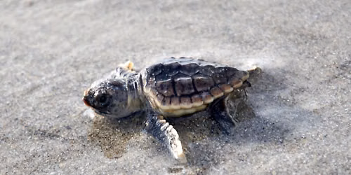 Sea Turtle Nest Dig