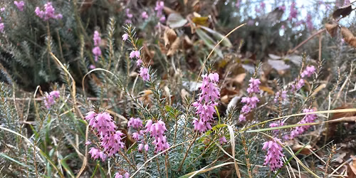Kr\u00e4uterwanderung am Karren 