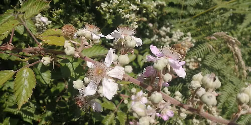 Wild Food Spring Retreat - In Depth Training