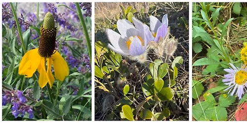 Companion Planting with Native Plants