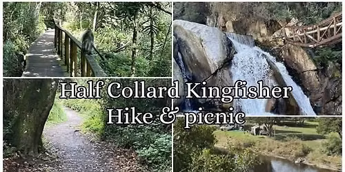 Half Collared Kingfisher Hike & picnic_5
