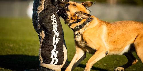 K9 Competition
