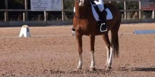 Nina Boex Dressage Clinic