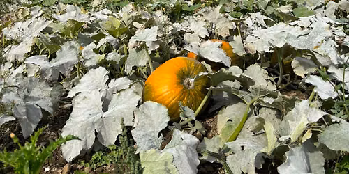Pill Fields Pumpkin Picking