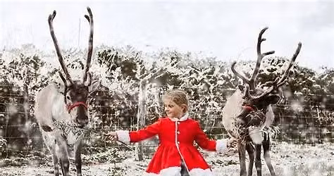 Christmas Fair with Lunch, Santa, Reindeers & Pony Rides