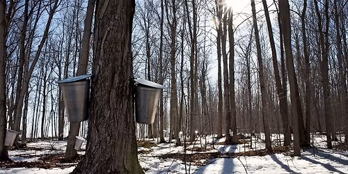 Maple Syrup Harvest