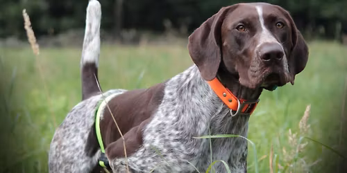 April 20 Gun Dog Foundation Program | QK Dogs