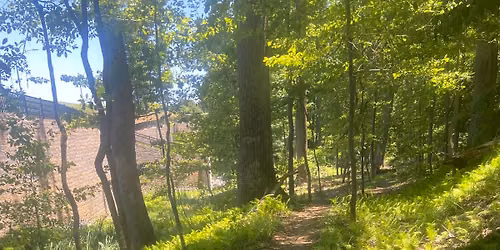 Stevenson Native Plant Projects