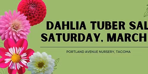 Dahlia Tubber Sale