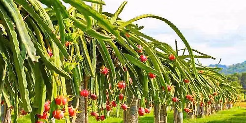 SAN DIEGO: Save Water, Grow Dragon Fruit with Alan Ridley