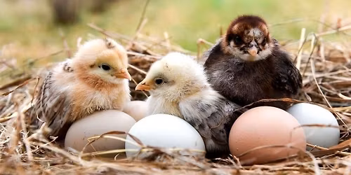 2026 Poultry Season Opening