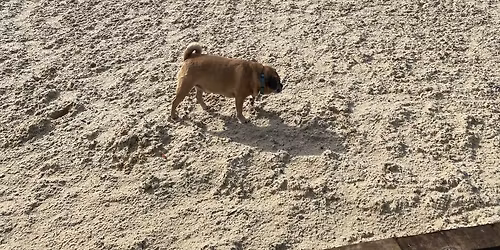 Pendarves British Dressage