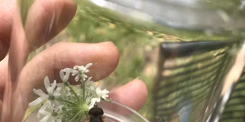 NatuurLab: het Haagse Bos 8+