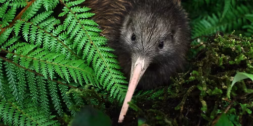 Kiwiana Members Exhibition