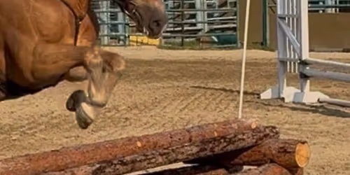 EKEQ Fall Dressage Show and Derby