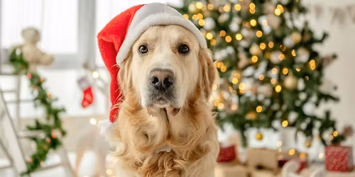 Santa Paws