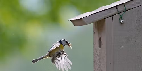 Insekthotell- og fuglekassedag