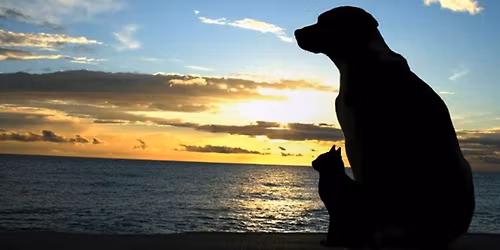 Whatcom Humane Pet Loss Support Group Meeting 