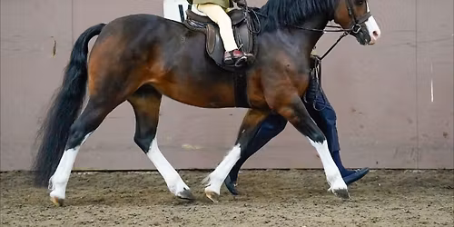 Bold Heath Winter Showing Show - Sunday October 19th