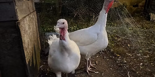 Fill the Van for the Hungry Man -  7th Annual Bill2Go Turkey Giveaway 