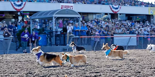 Corgi Races
