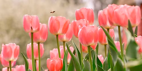 Mel Soul at The Tulip Festival (2nd Date)