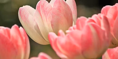 V\u00e5rmarknad i Nordstan