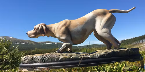 Midtnorsk Pointertreff 2026