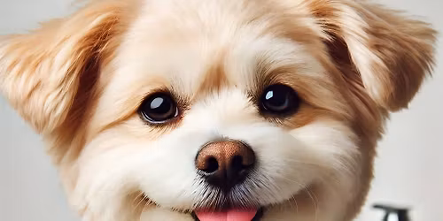 Anesthesia-Free Doggy Dental Clinic