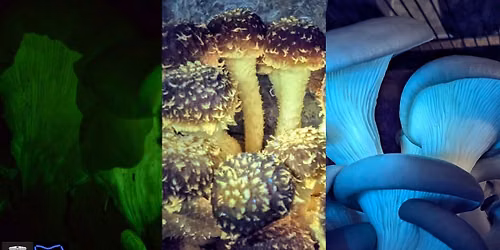 Glow Tour at Tunnel Hill Mushrooms