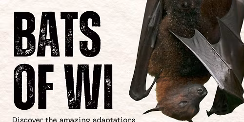 Bats of WI: Presented by North Lakeland Discovery Center