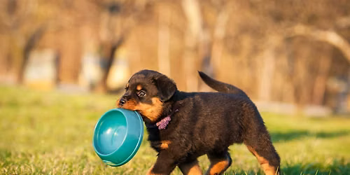 Puppy Start Avond Sint-Denijs-Westrem
