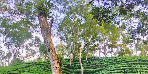 \u09b8\u09bf\u09b2\u09c7\u099f \u09b6\u09cd\u09b0\u09c0\u09ae\u0999\u09cd\u0997\u09b2 (\u09ec\u09eb)