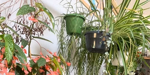 Plant Sale at The Victorian Jungle 4 & 5th July