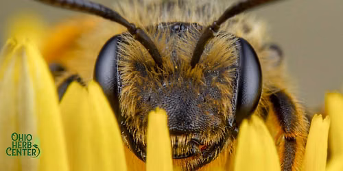 Pollinators in Your Backyard