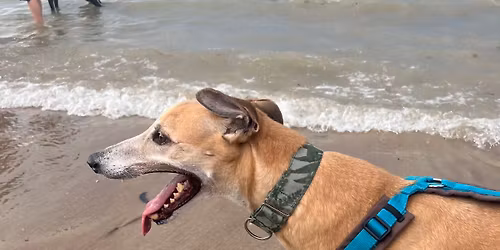 February Greyhound Walk 2026