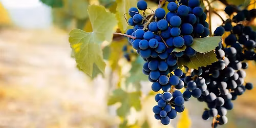 Vertical Vintages: Barbera (Wine Tasting)