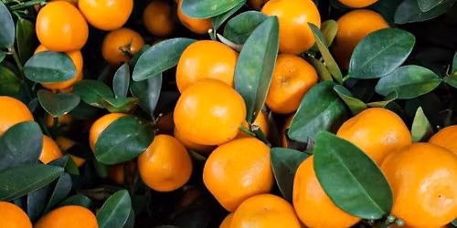 Free Mini-Workshop: Food Forest Friday