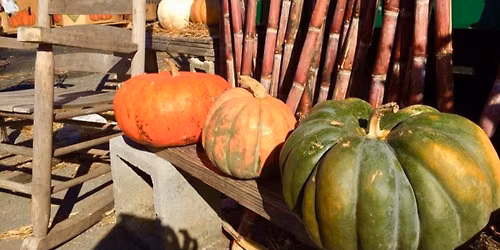 Annual Pumpkin Patch