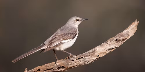 Beginners' Bird Walk