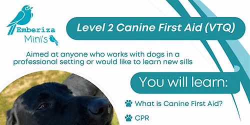Level 2 Canine First Aid (VTQ) - Ipswich