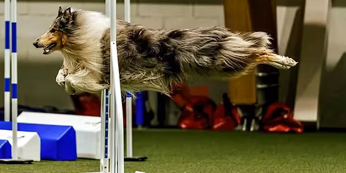 Agility Collie & Sheltie Cup & M\u010cR Bearded colli\u00ed 2025