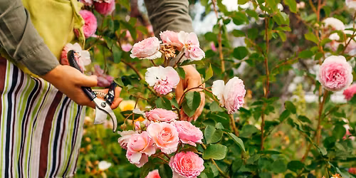 Master Gardener Class: Roses