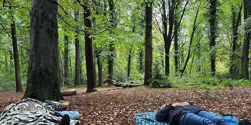 Forest Bathing at Westonbirt Arboretum