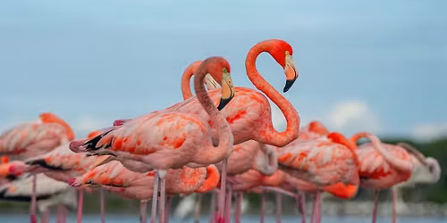 \ud83e\udda9Table Time: Faith & Flamingos\ud83e\udda9