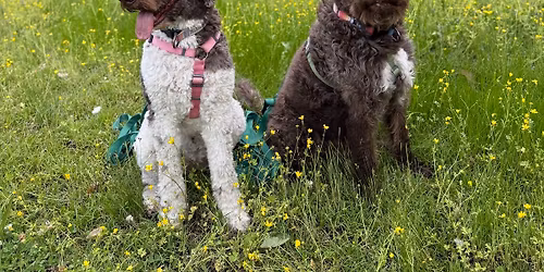 Group Walkies!